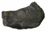 Fossil Whale Ear Bone - Miocene #136905-1